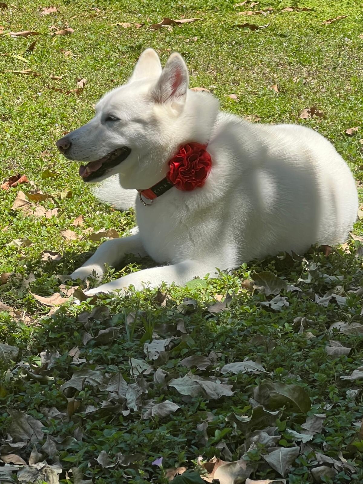 Photo 42