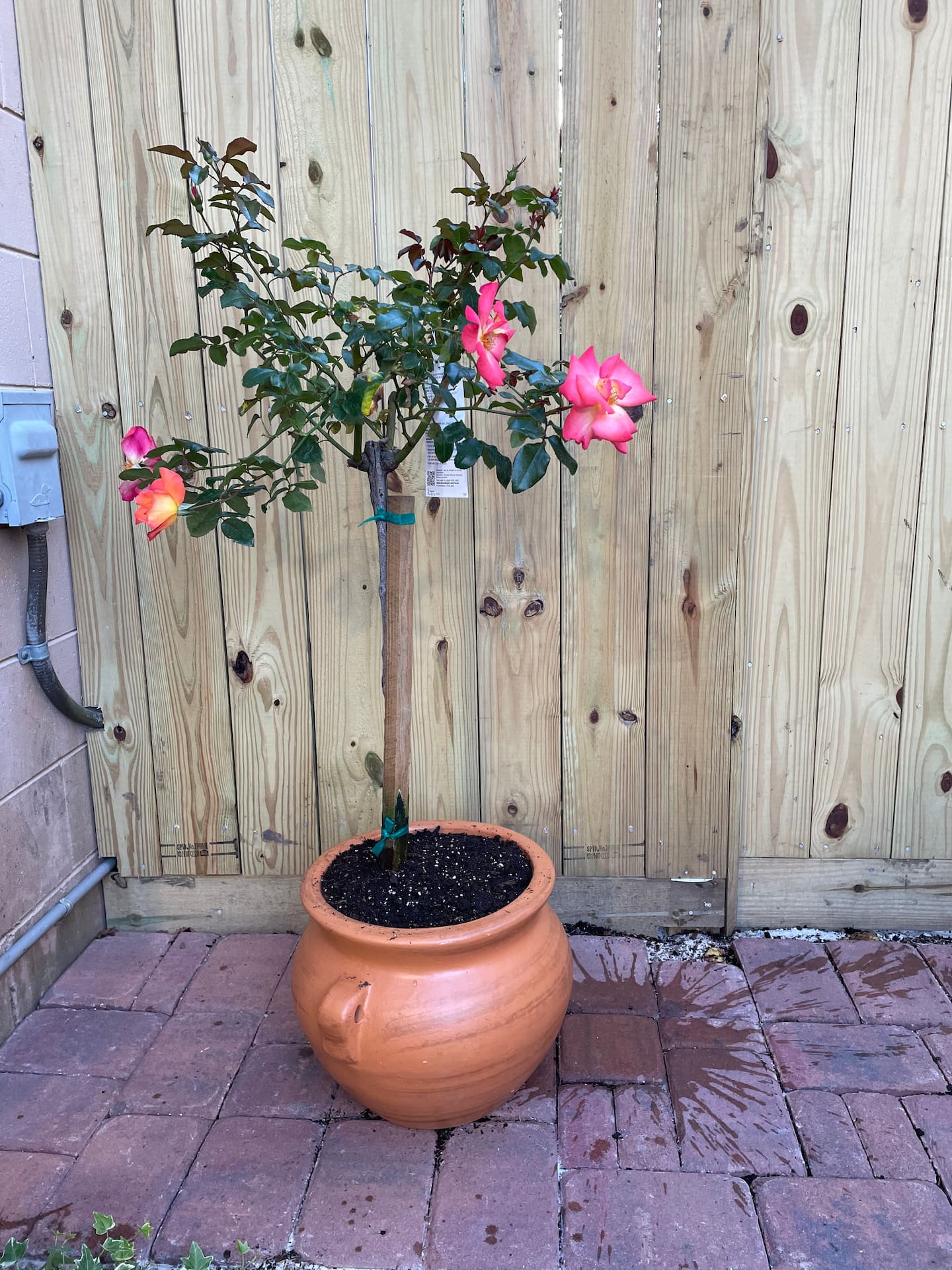 Photo 26