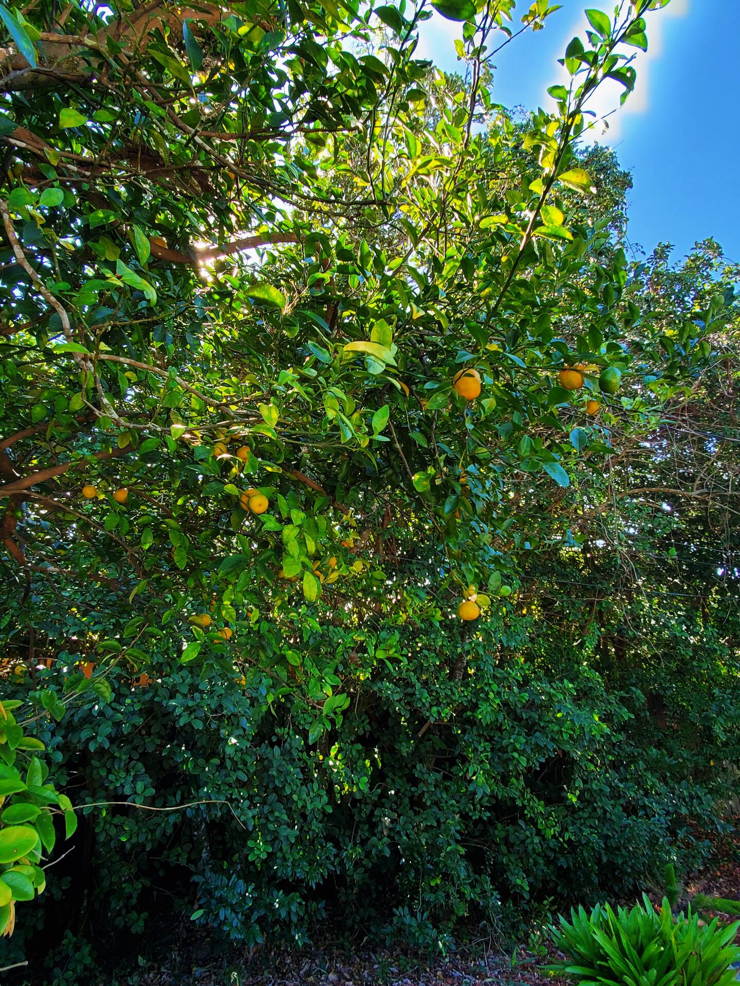 Photo 42