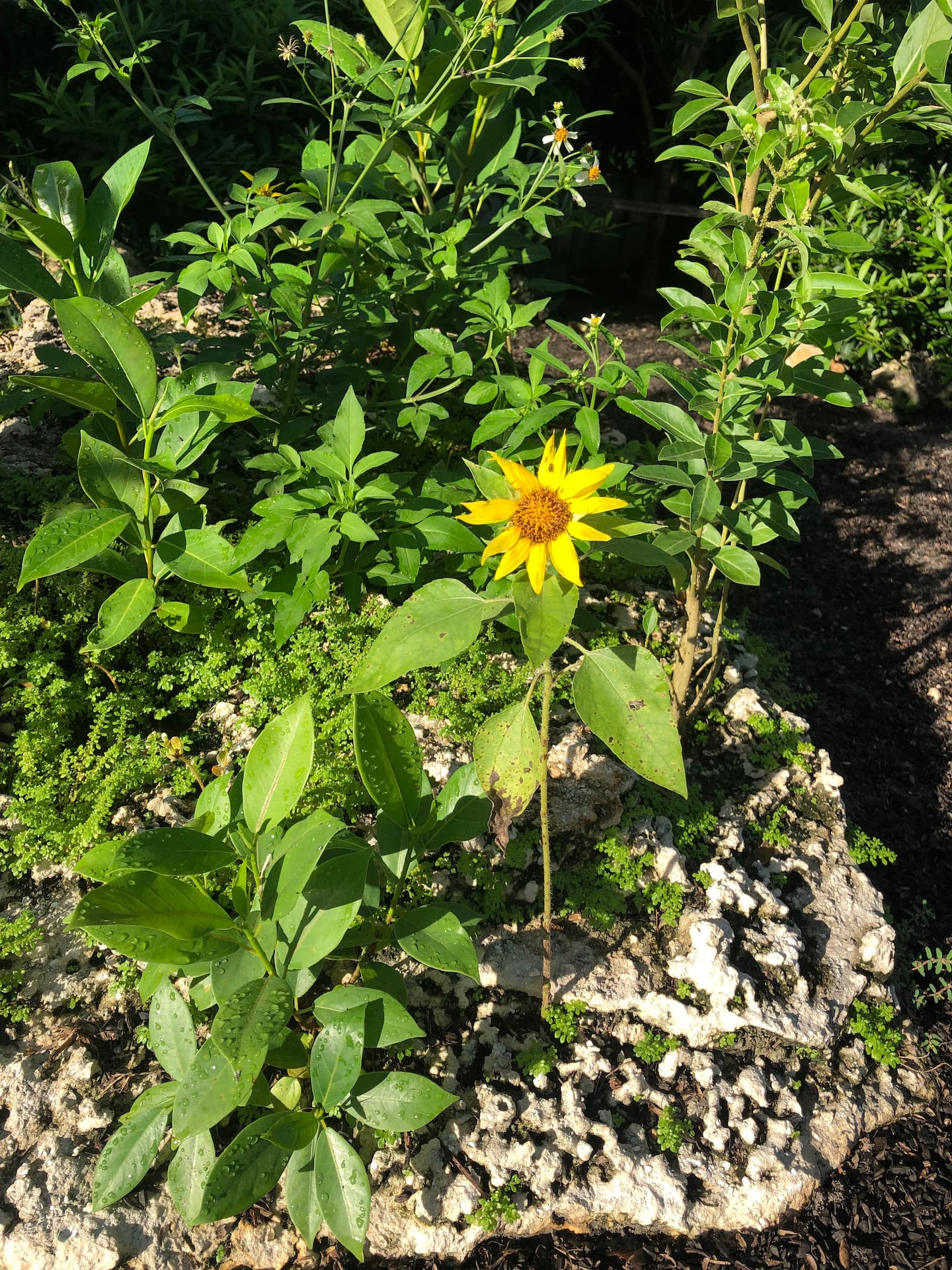 Photo 46