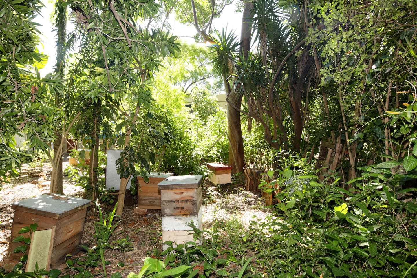 Photo 6