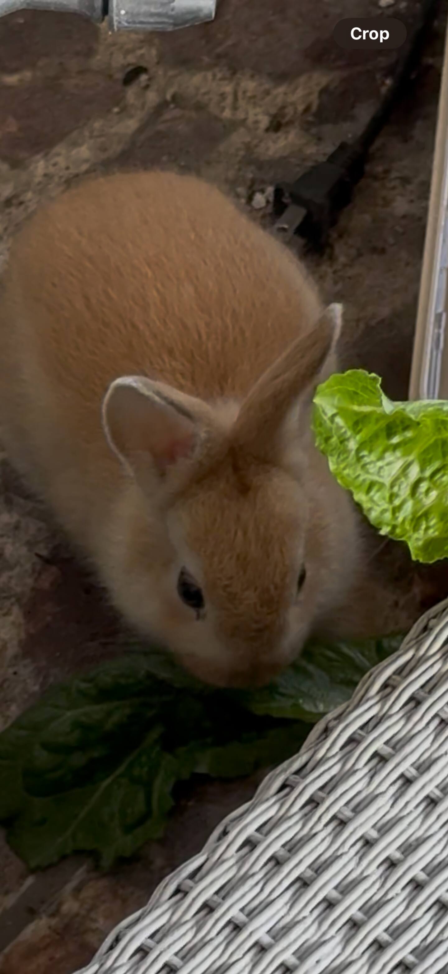 Photo 29