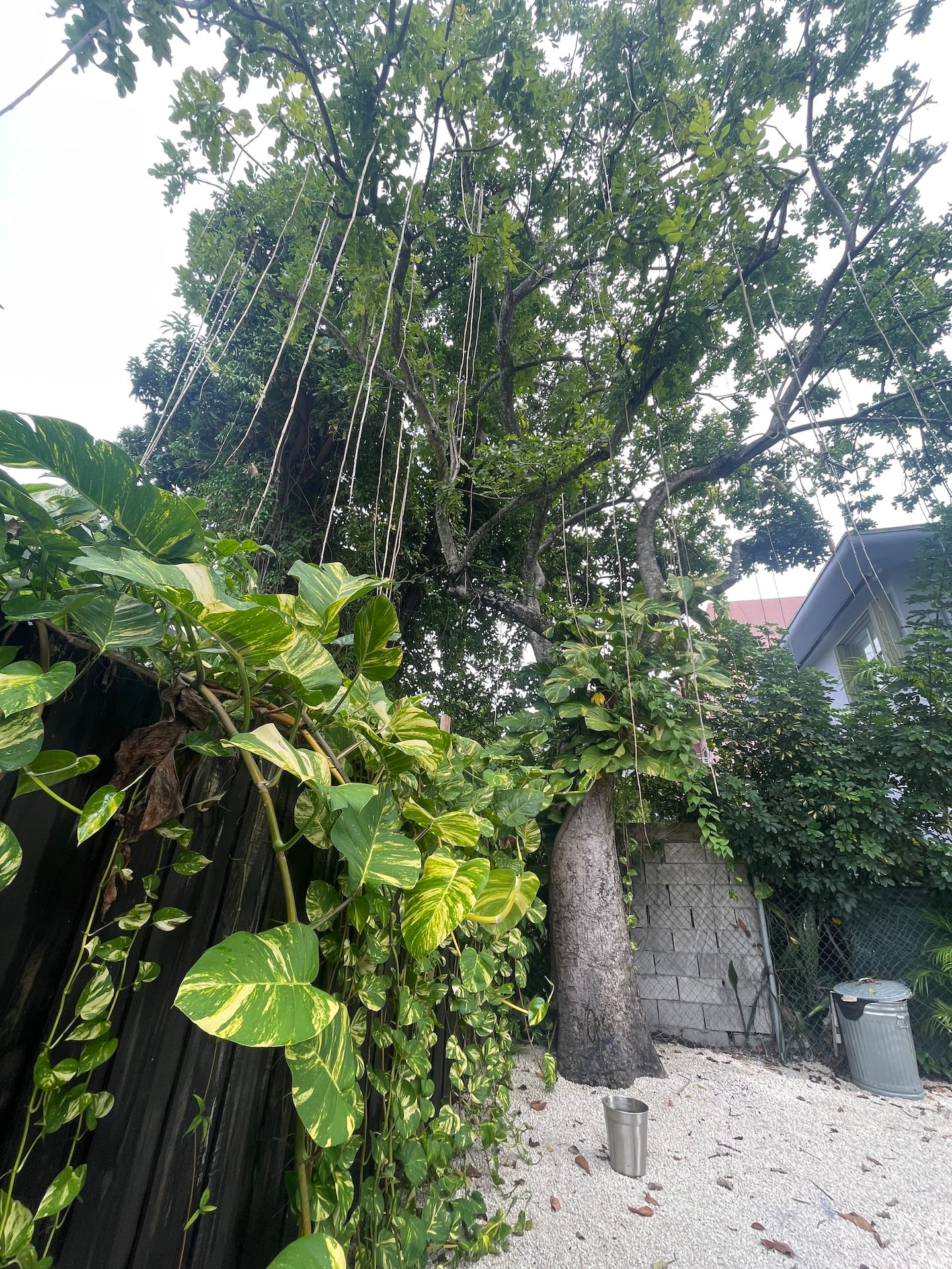 Photo 44