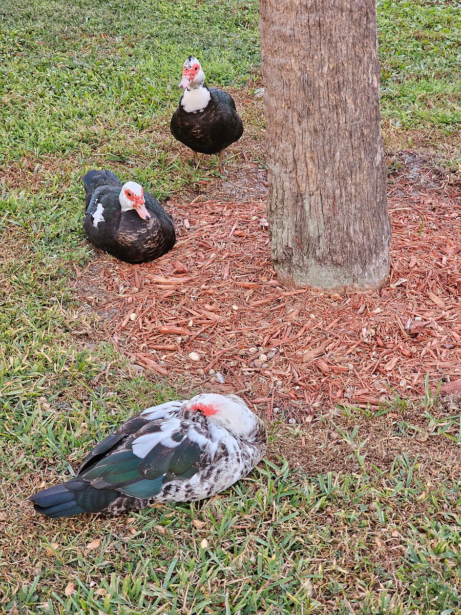 Photo 43